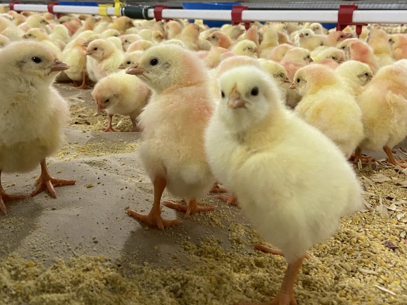 Brasil passa a exportar material genético avícola ao México