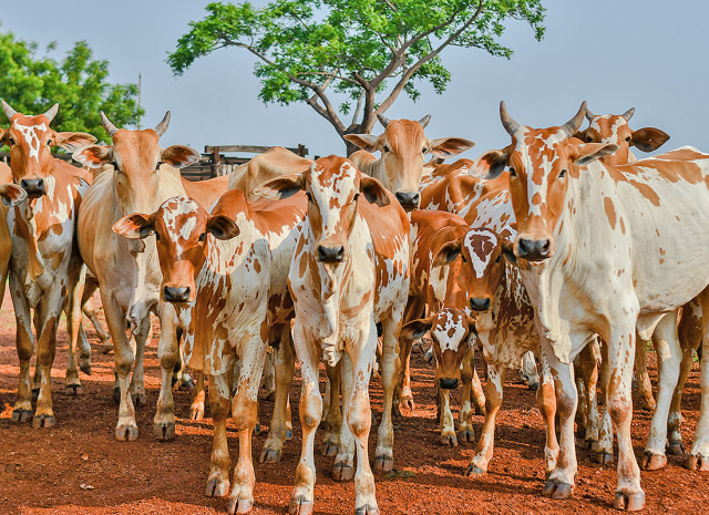gado, estudo soroepidemiológico, bovinos, matopiba, febre aftosa, tocantins