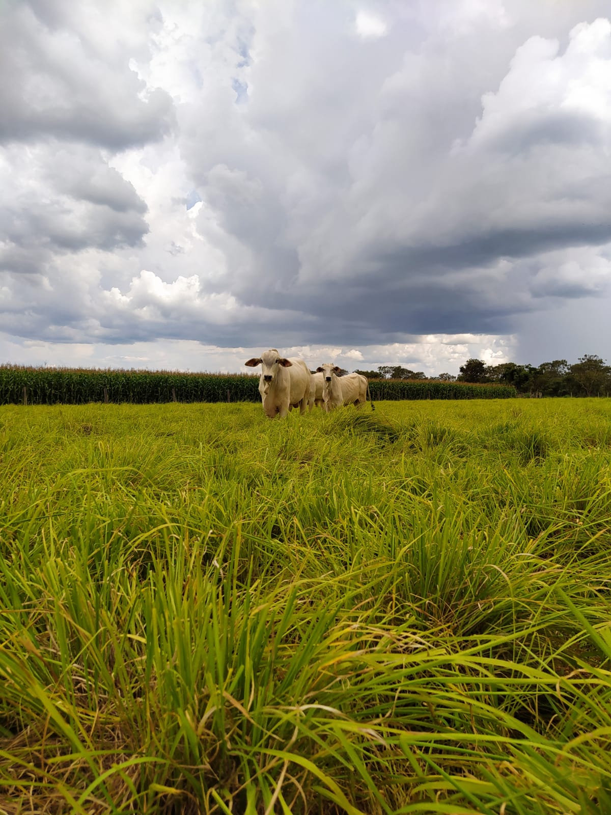 Integração lavoura-pecuária - impactos no clima