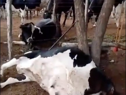 Vacas raio