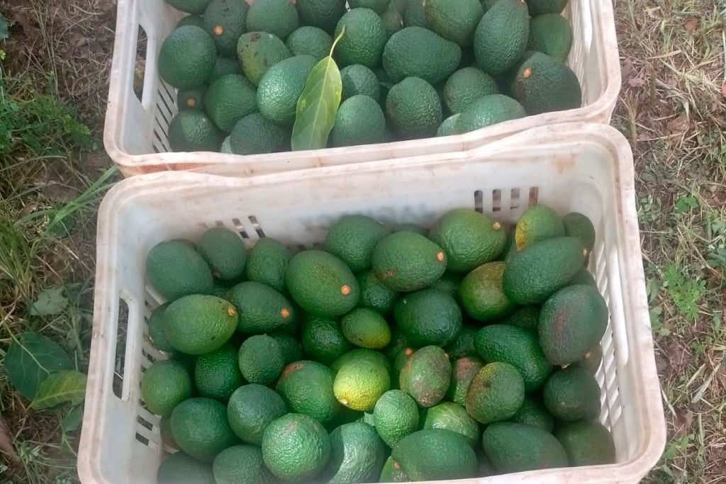 Avocado Avocado