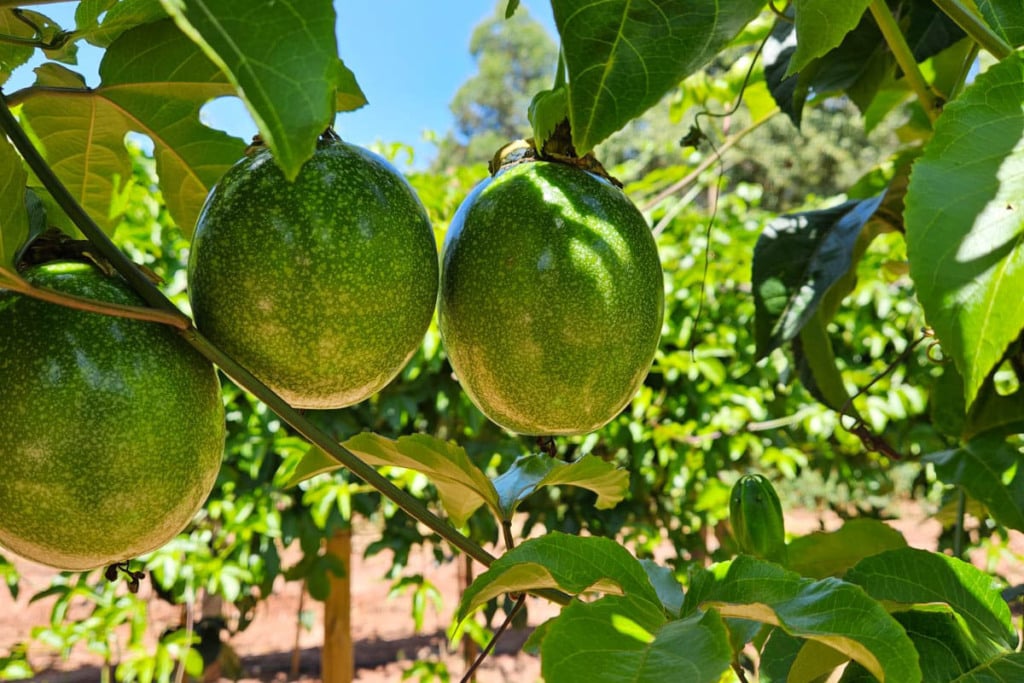Maracujá fruticultura Maracujá fruticultura