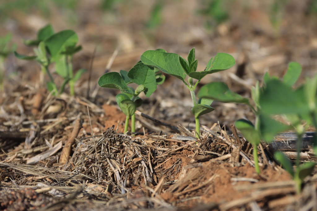 Evento vai discutir sustentabilidade na agricultura (Foto: Agência Marca Comunicação)