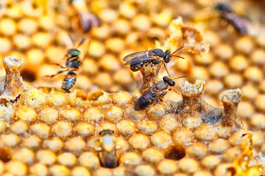 Produtores do Litoral formam associação para incentivar criação de abelhas sem ferrão