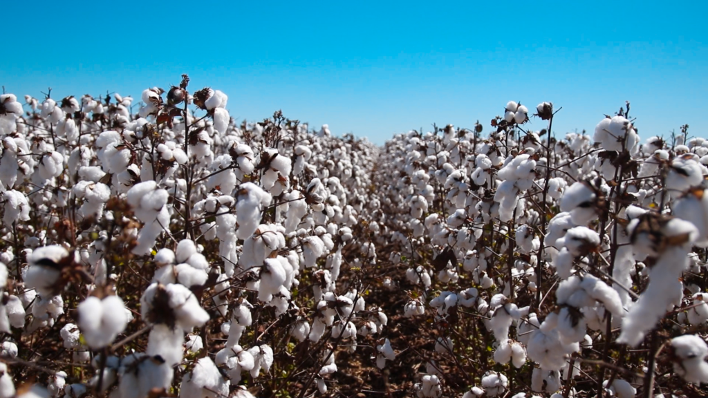Produtores de algodão temem prejuízos 