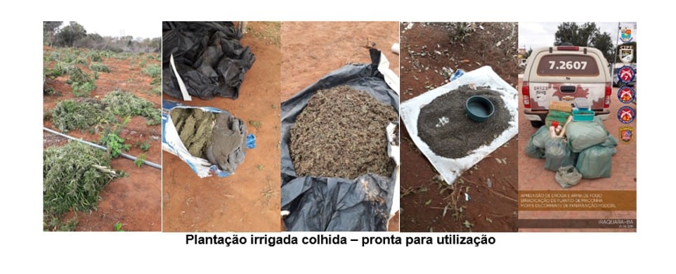 operação kariri, fazenda, família, organização criminosa, plantação de maconha, bahia, Pernambuco, Brasília, São Paulo