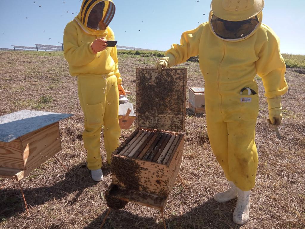 apicultura, abelhas, usina