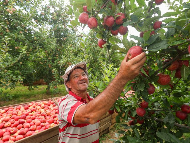 Há 8 anos, Valdir Marafigo trocou a produção de batatas pelo cultivo de maçãs no pomar.