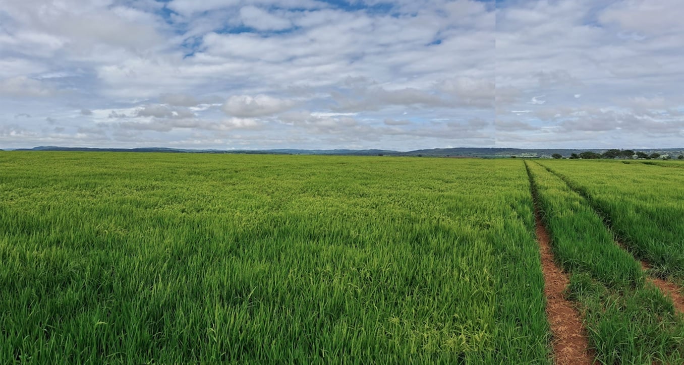 Cultivar da Embrapa dobra área plantada com arroz em Goiás e produtividade aumenta 175%