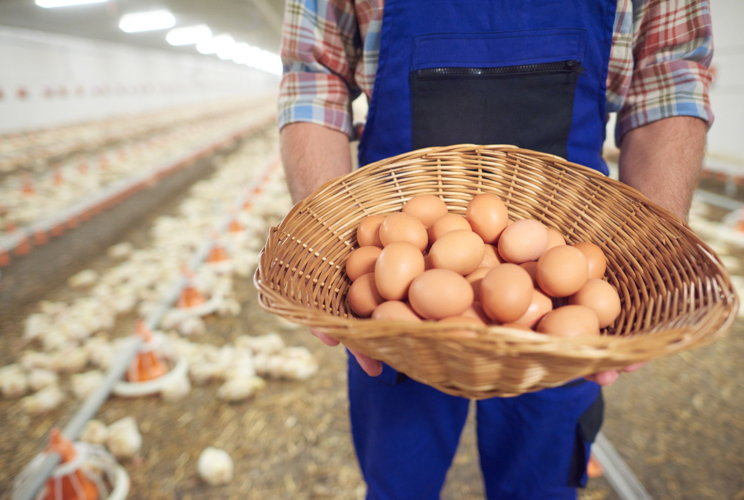 Exportações de ovos em janeiro são as maiores desde ago/23