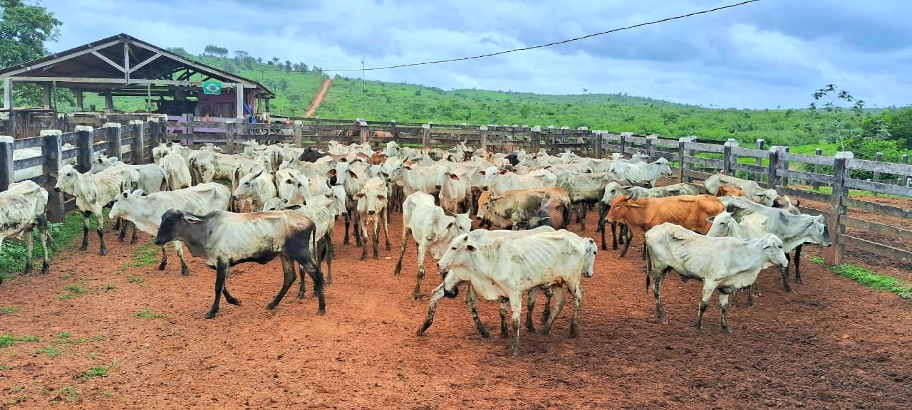 gado doado no Pará