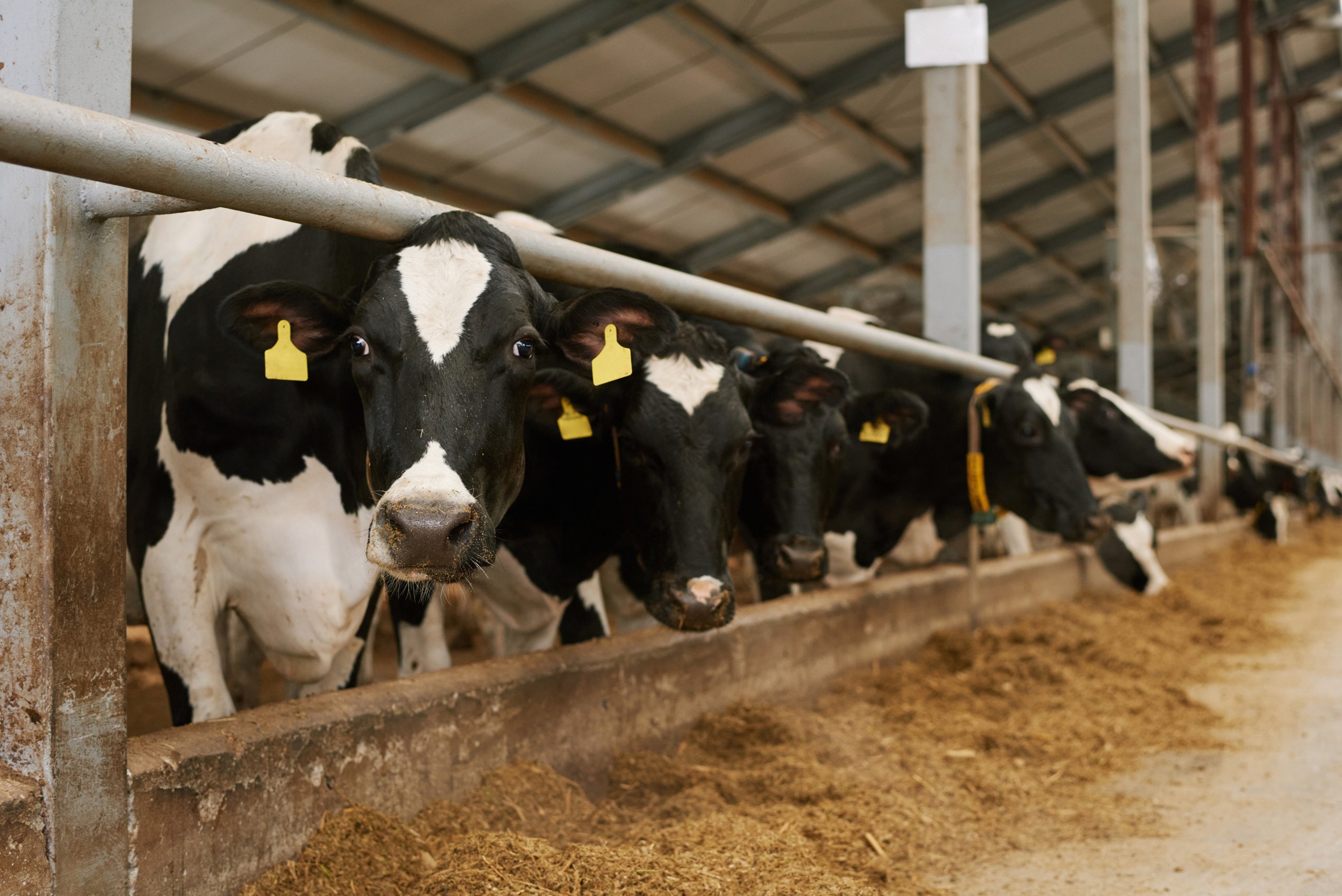 rebanho de vacas leiteiras, bem-estar animal