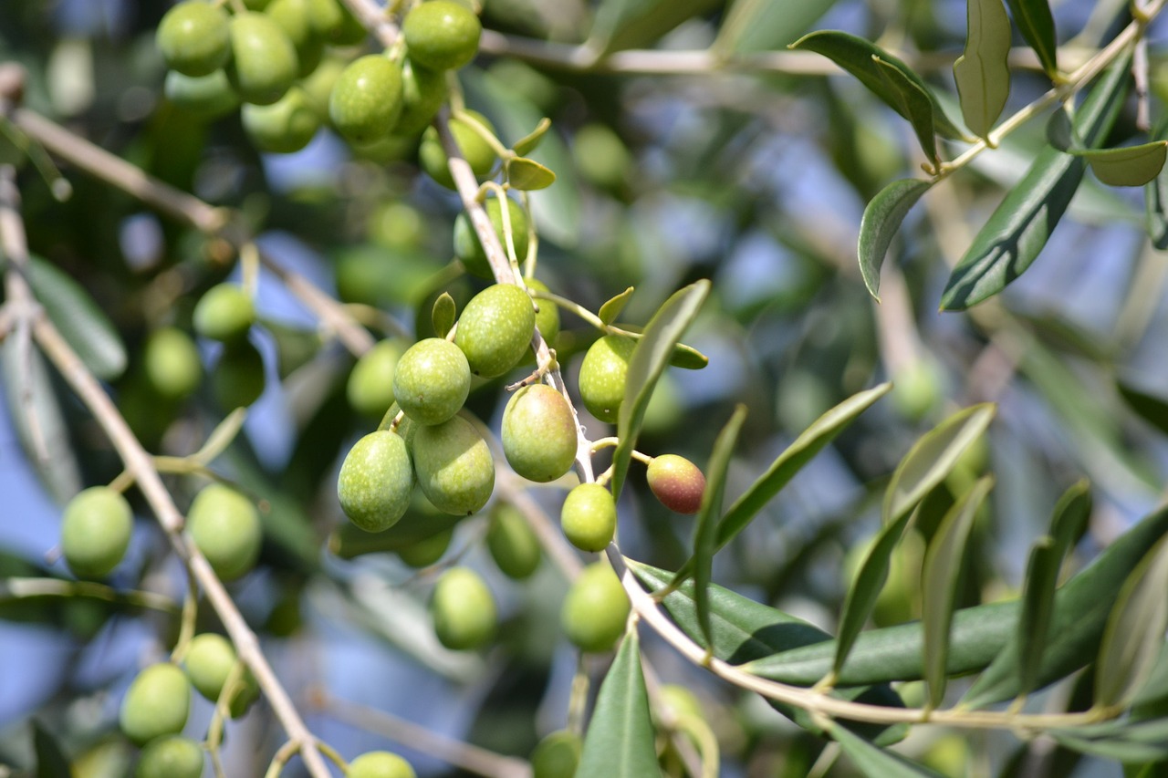 RS: produção de olivas registra crescimento apesar de redução na safra
