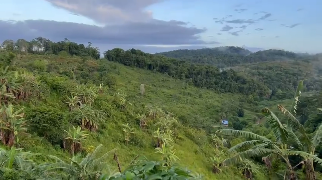 Região de Taperoá, baixo sul da Bahia, mata atlântica e cultivo de guaraná
