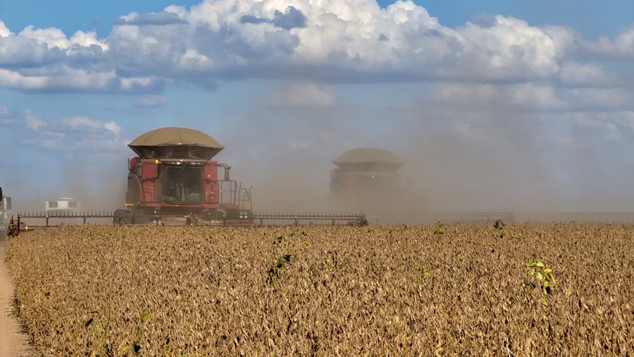 Soja no auge? Oleaginosa pode turbinar o PIB em 2025 e levar o agro às alturas