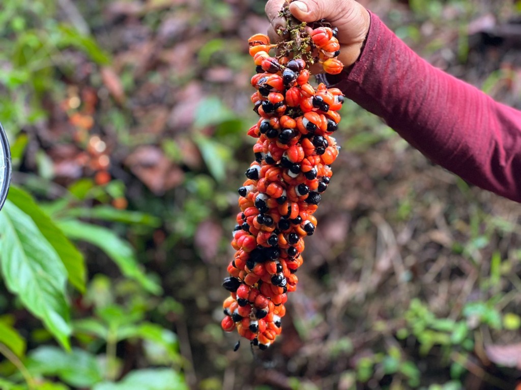 guaraná, cultivo, guaranazeiro, guaranazal, Bahia, Brs Noçoquém