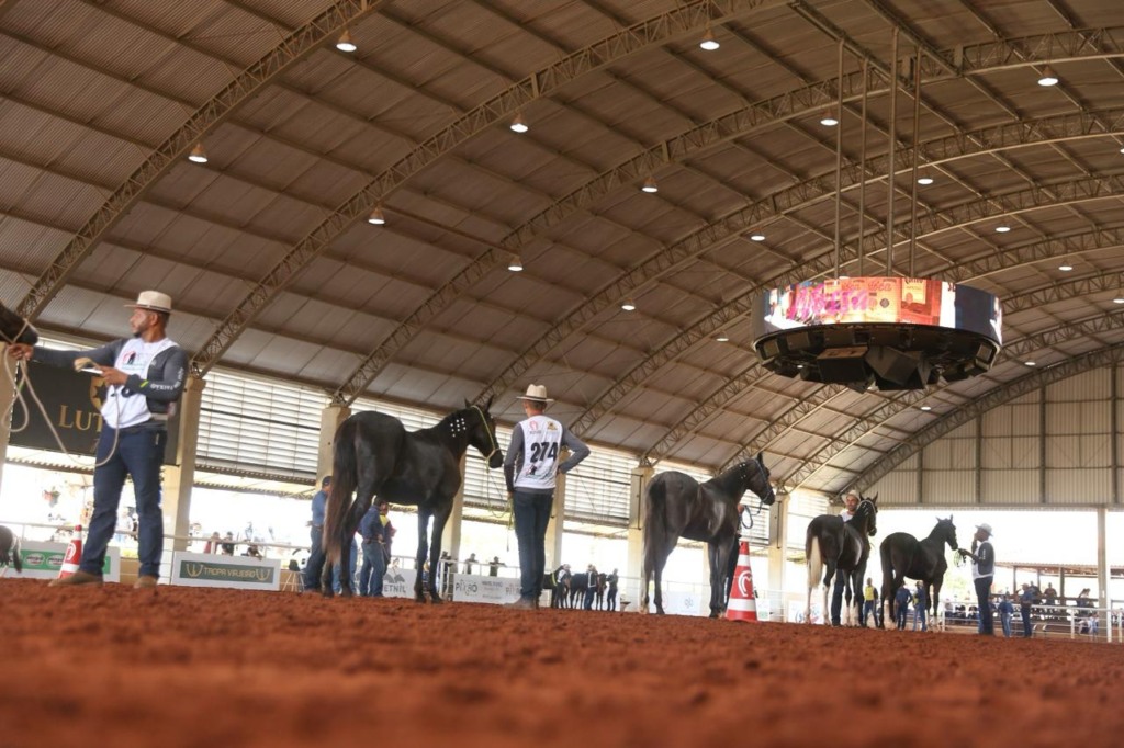 Exposição Brasileira do Criador, mangalarga marchador
