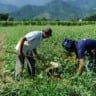 agricultores, garantia safra, governo, benefício