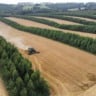 Fazenda no Paraná realiza primeira colheita de cevada em sistema de integração com floresta