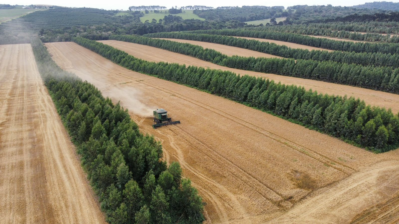 Fazenda no Paraná realiza primeira colheita de cevada em sistema de integração com floresta