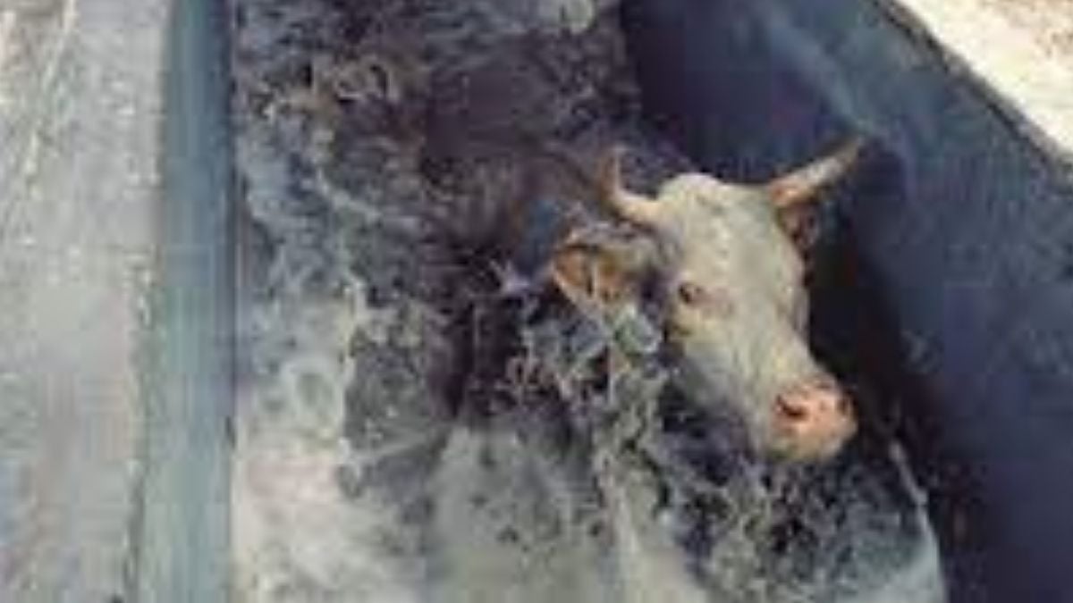 Banhos em bovinos podem ser alternativa para controle de carrapatos
