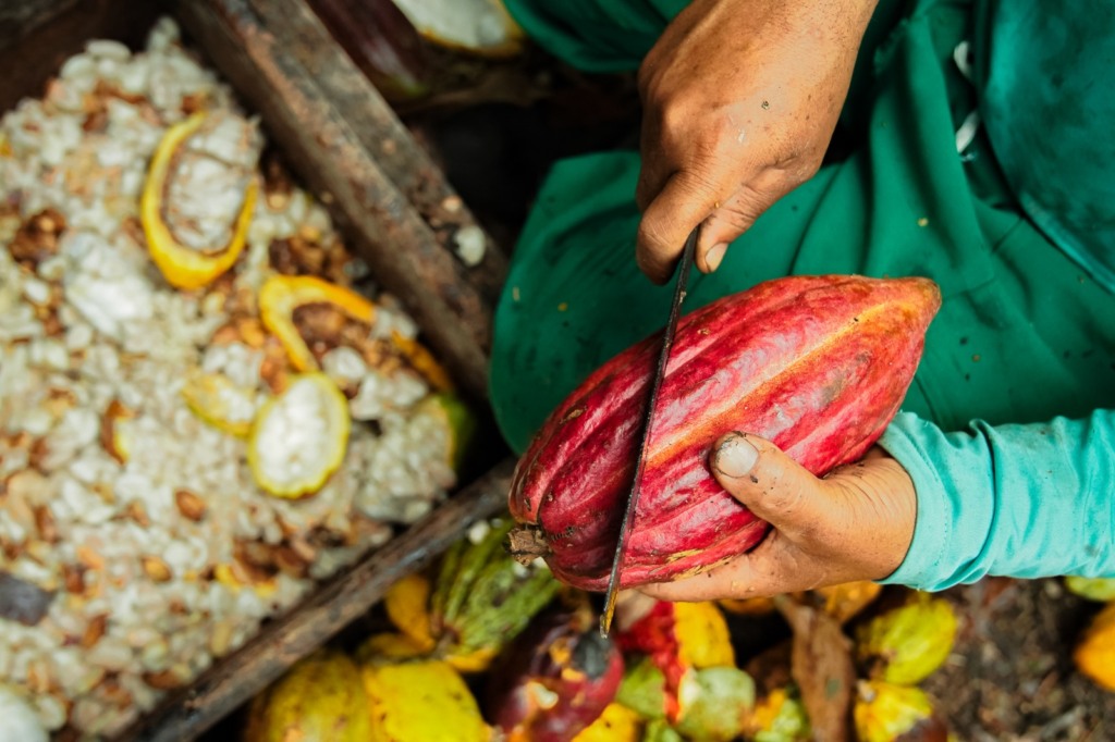 plantação de cacau, pé de cacau, cacauicultura, cacau, commodity, preço, produtores, demanda plantação de cacau, pé de cacau, cacauicultura, cacau, commodity, preço, produtores, demanda