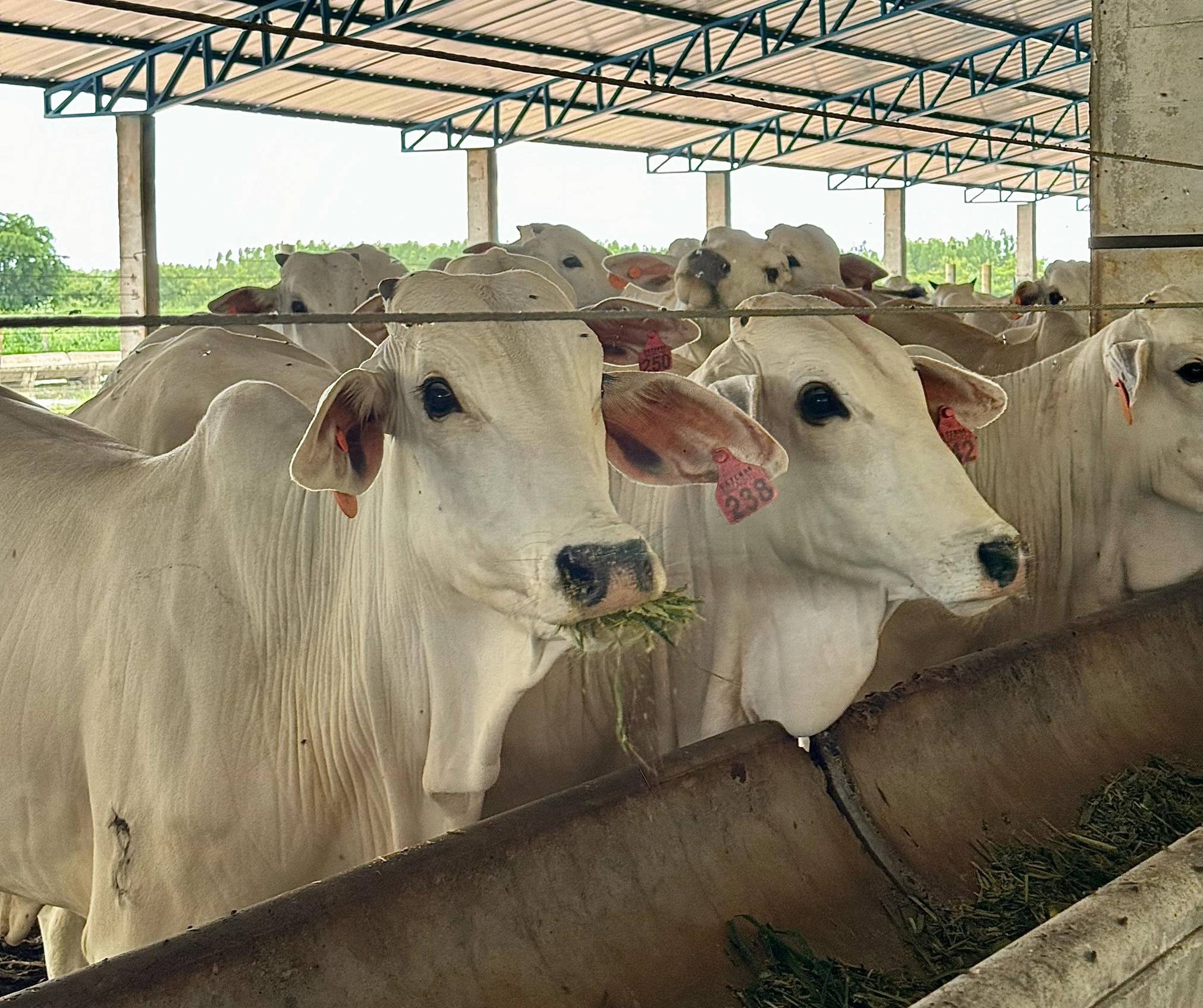 pecuária, cabeças de gado, bovinos, oeste da bahia, IBGE
