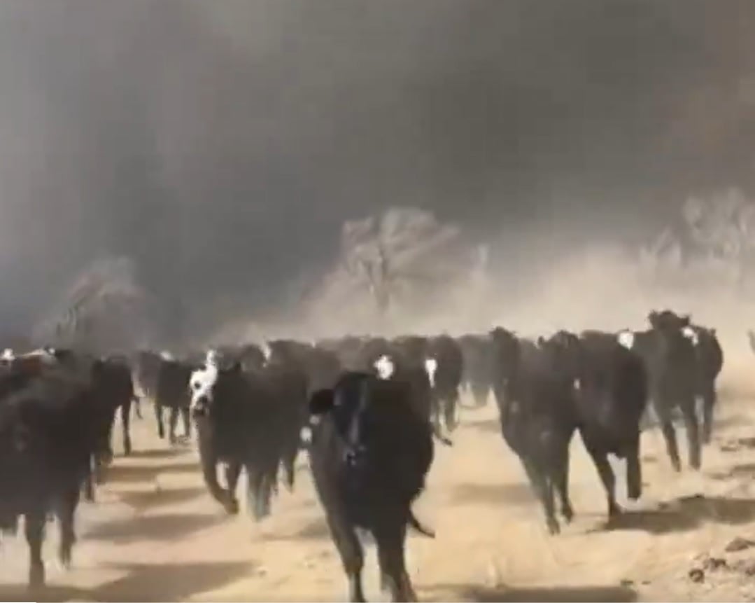 incêndio ameaça criação de gado no Texas, Estados Unidos