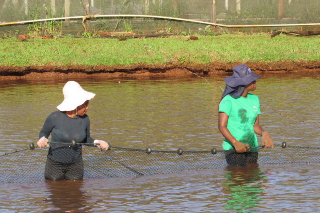 pesquisa tilápias paraná pesquisa tilápias paraná