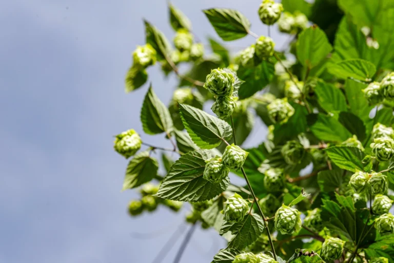 Planta de lúpulo é responsável pelo aroma e amargor da cerveja. Foto: Roberto Dziura Jr./AEN