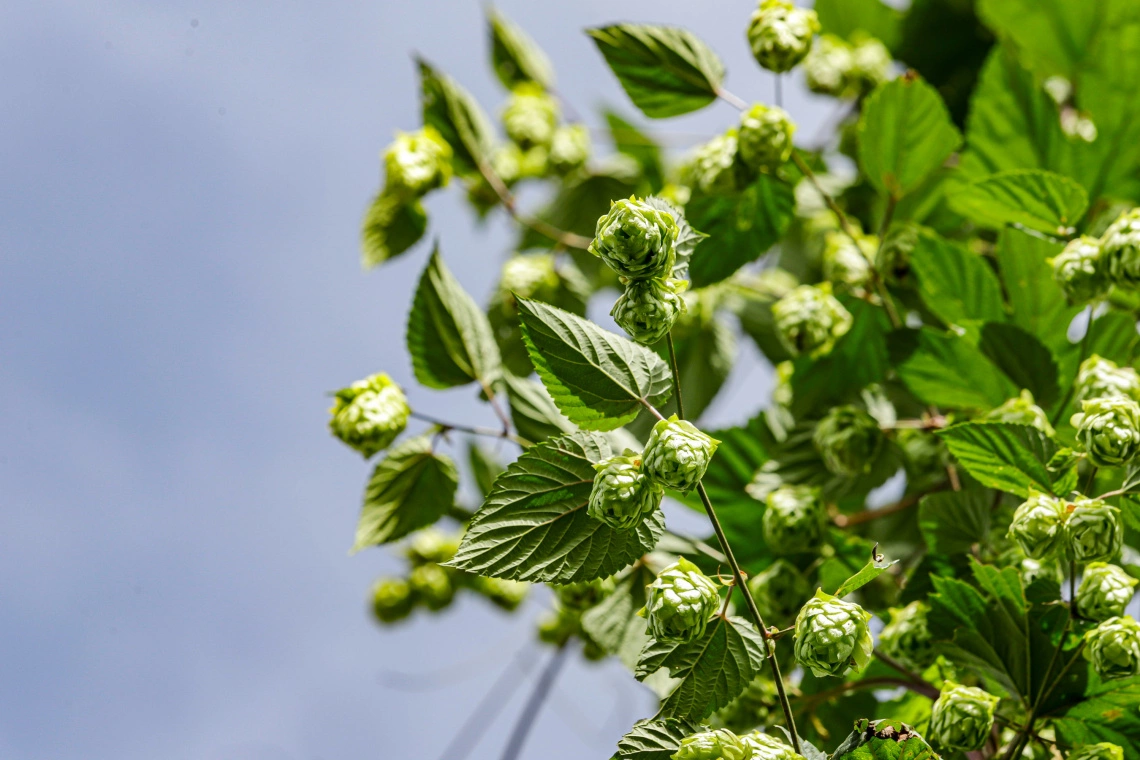 Planta de lúpulo é responsável pelo aroma e amargor da cerveja. Foto: Roberto Dziura Jr./AEN