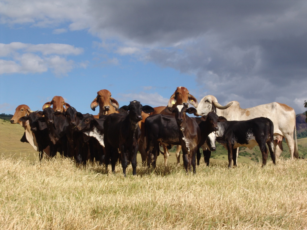 Gado leiteiro - vacas - pesquisa Gado leiteiro - vacas - pesquisa