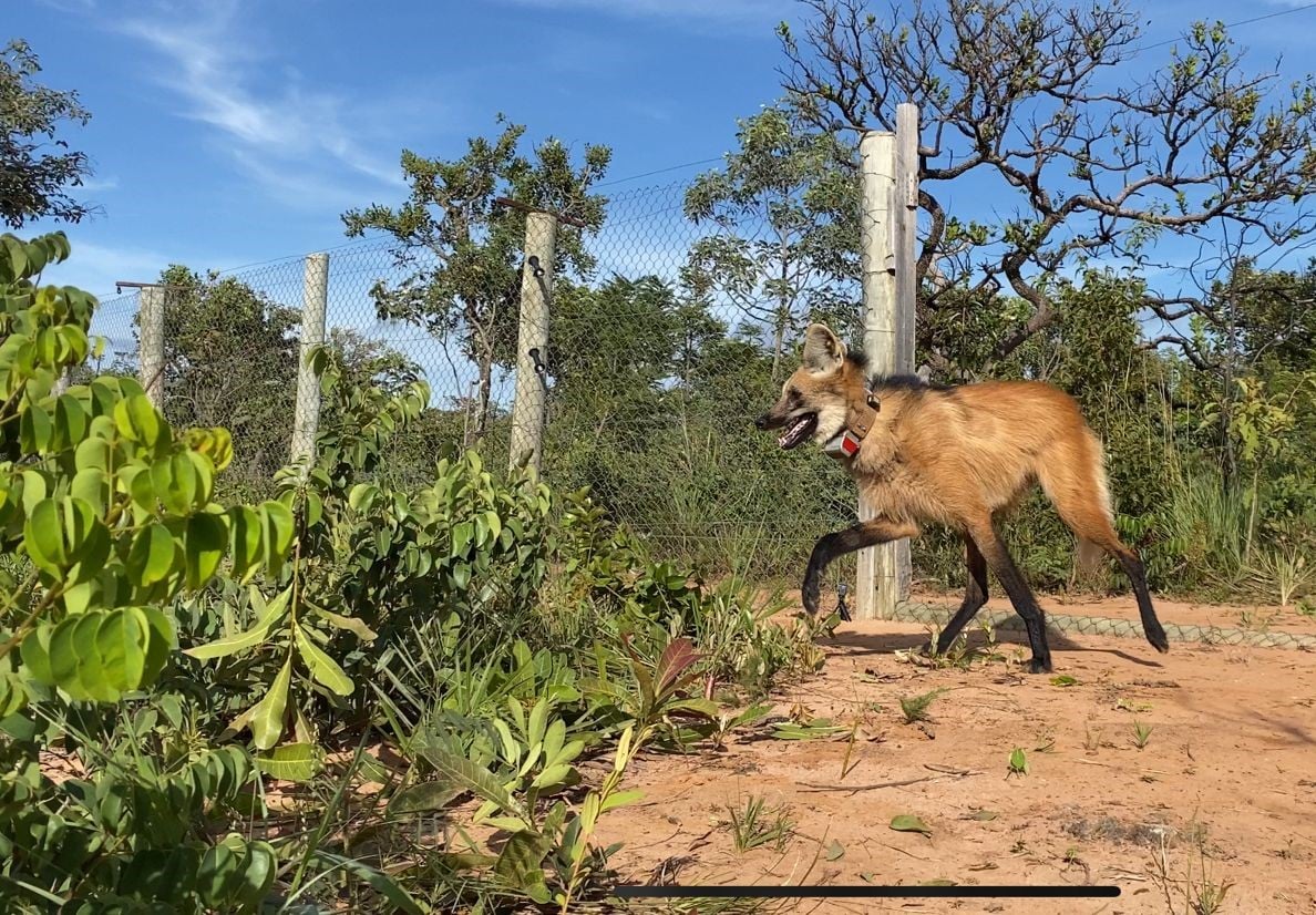lobo-guará, lobos-guará, Parque Vida Cerrado, projeto, oeste da Bahia, natureza, ICMBIO
