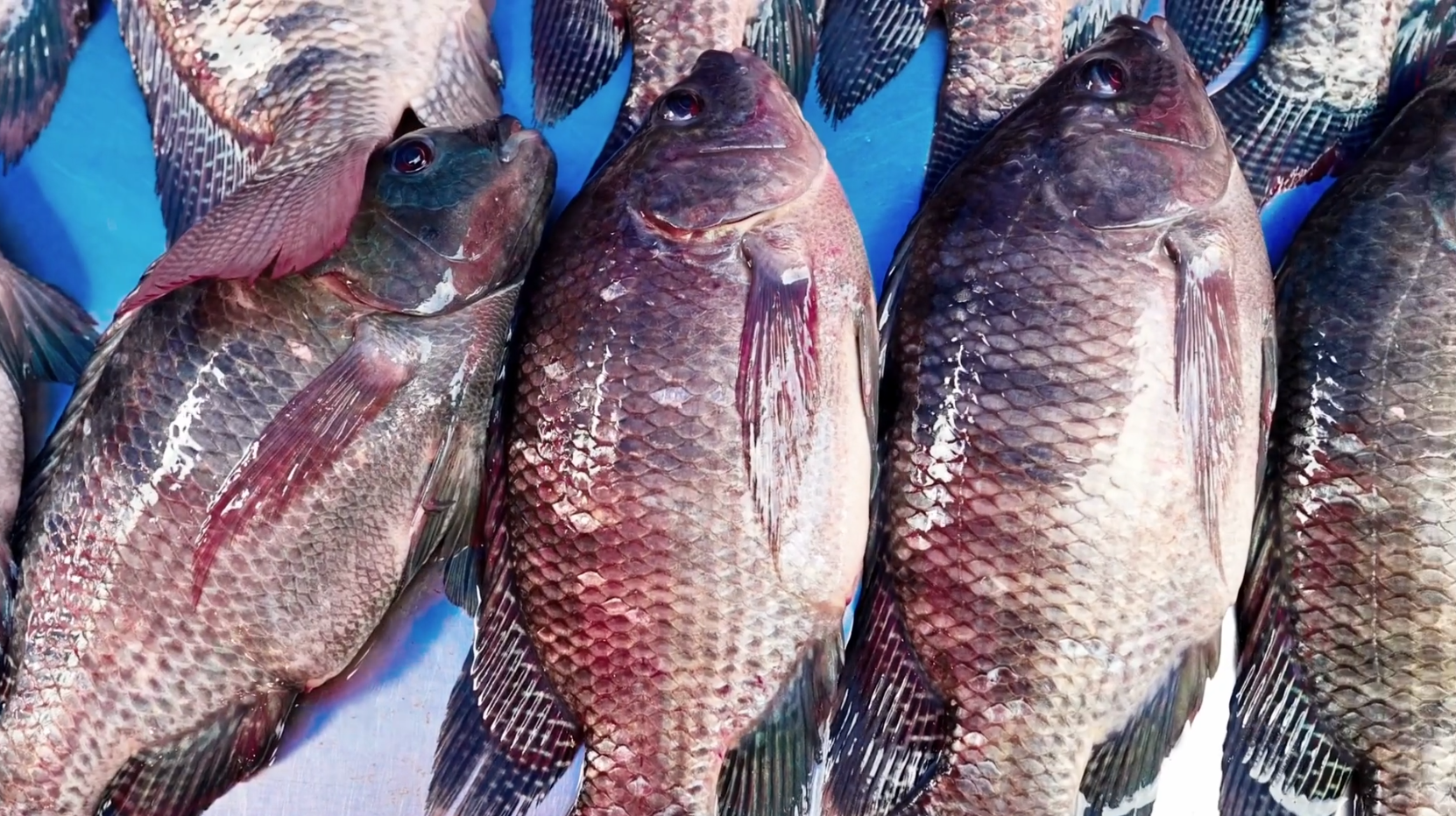 Tarifa dos EUA ameaça quase 90% das exportações de peixes do Brasil
