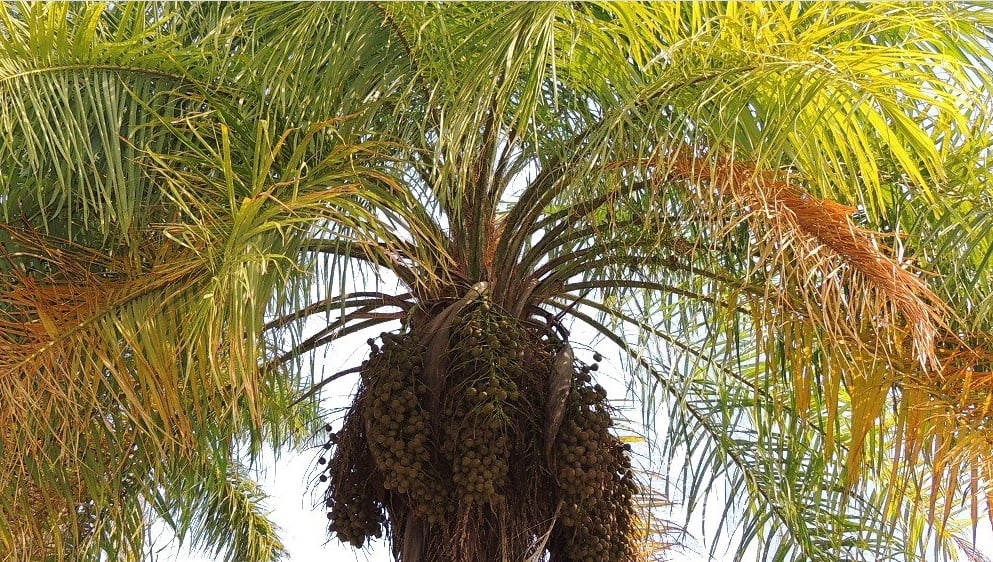 macaúba, uma das espécies de palmeira identificadas pelo software MacView
