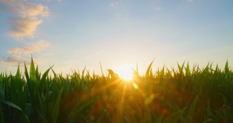 sol em plantação de milho