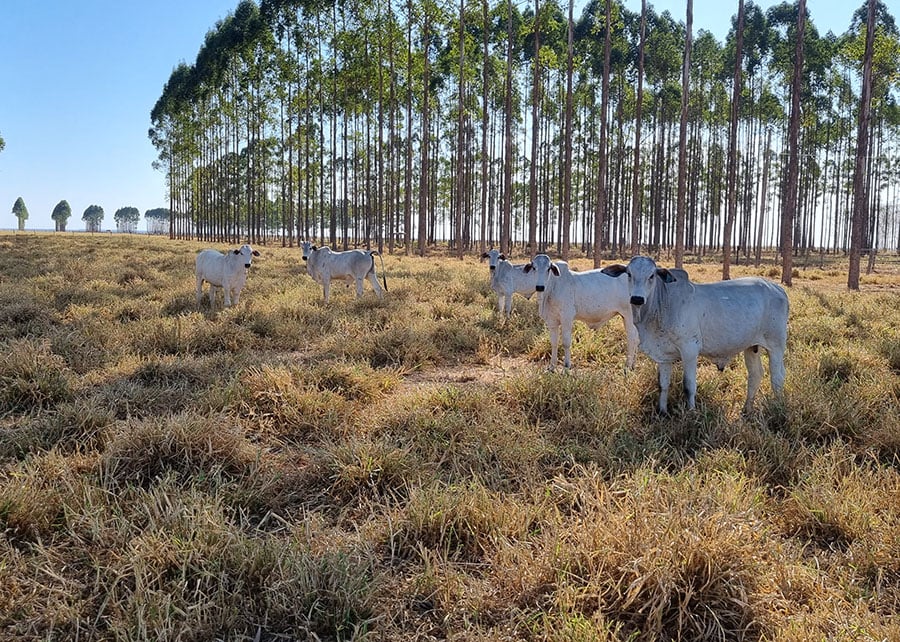 Pecuária de precisão: quando o ‘olho do dono’ não basta para engordar o gado