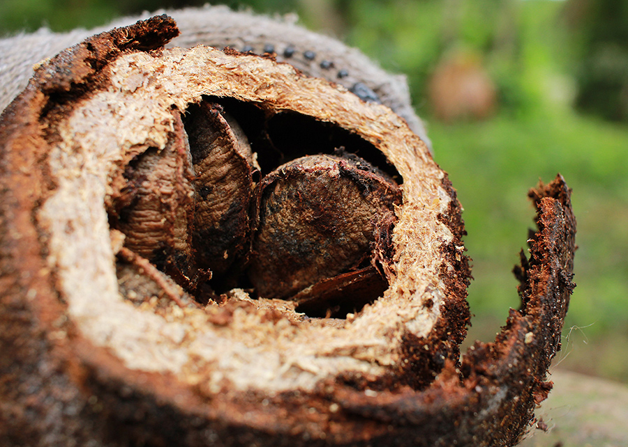 Costa Rica abre mercado para castanha-do-Brasil