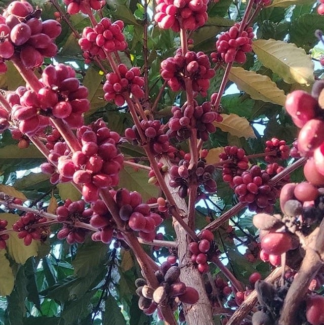 café sustentável de Rondônia