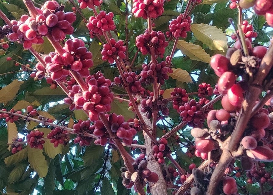 café sustentável de Rondônia