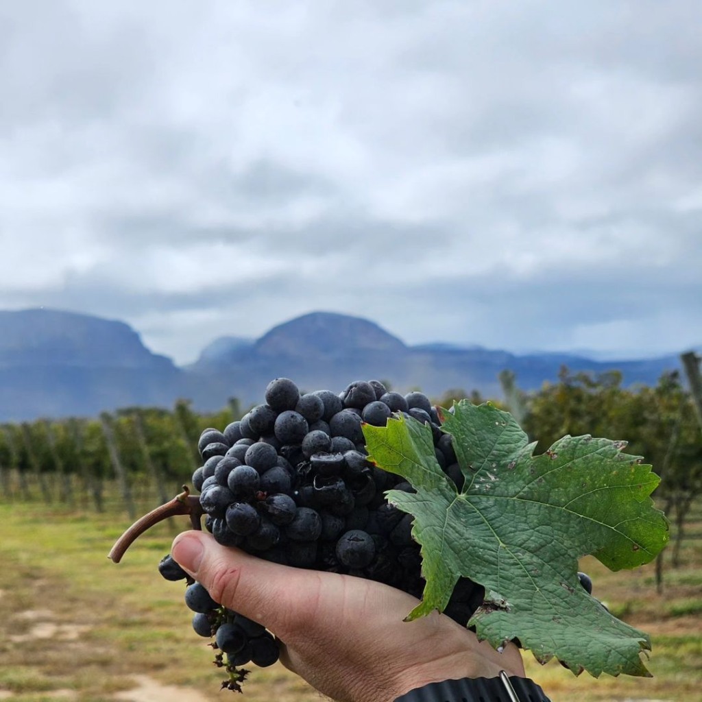 vinícola, uvva, chapada diamantina, uva, setur-ba, setur, produção, vinhos, Mucugê, Bahia