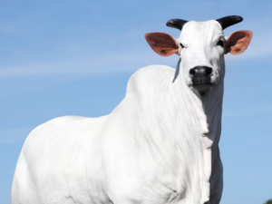 Vaca alcança a valorização de R$ 15,48 milhões na Expozebu