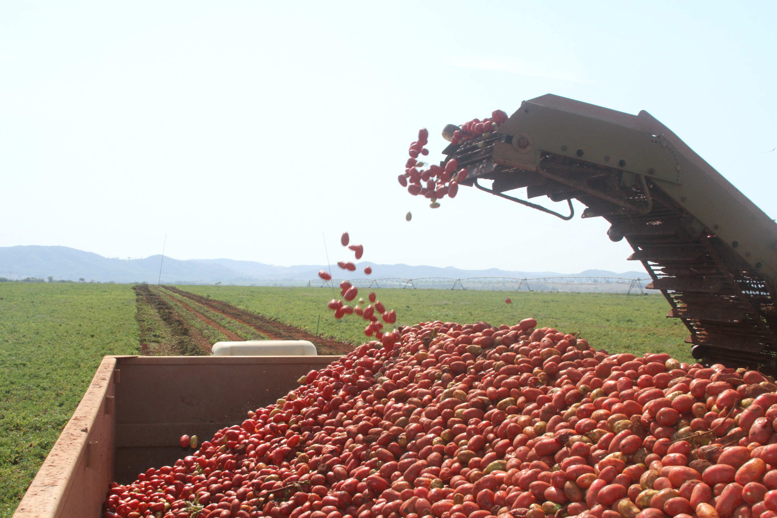 Pesquisa identifica praga do tomate que pode reduzir até 80% da produtividade