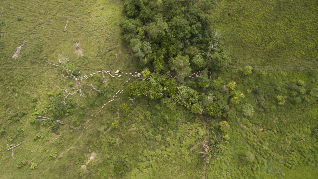 foto Fundo JBS pela Amazônia