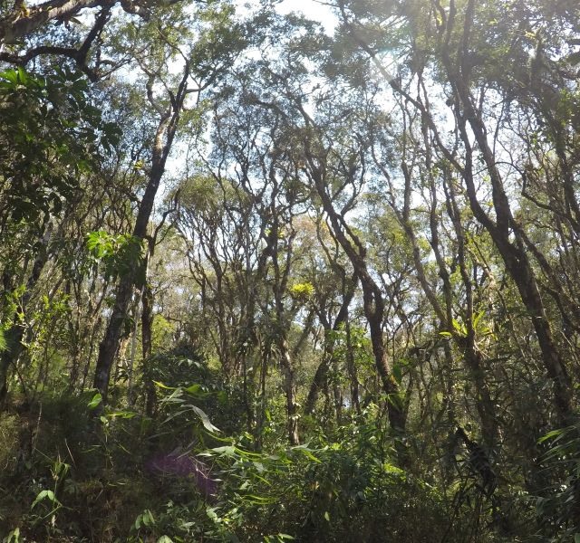 Floresta Cantareira