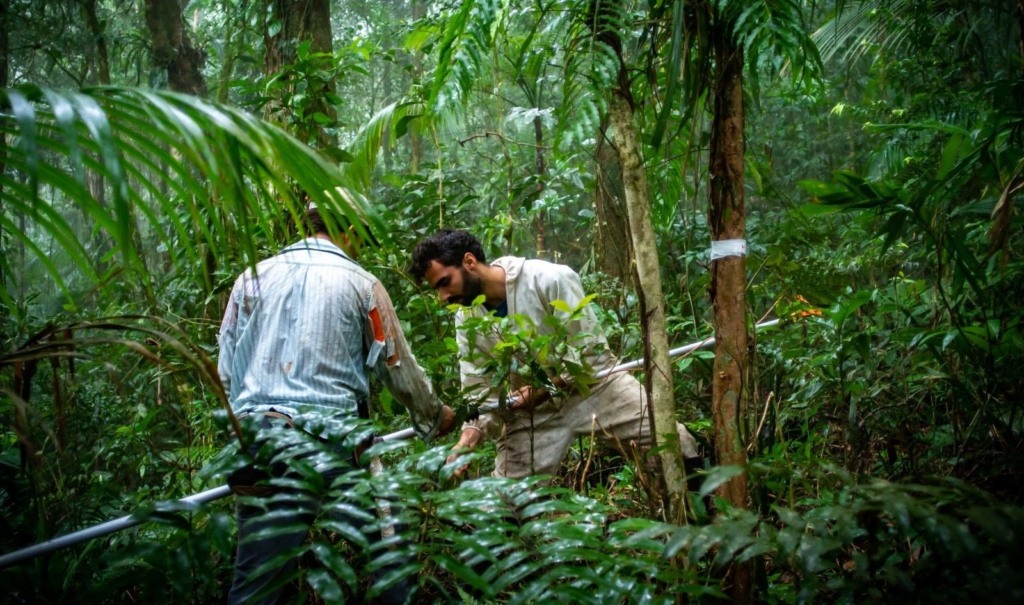 Mata Atlântica; Floresta