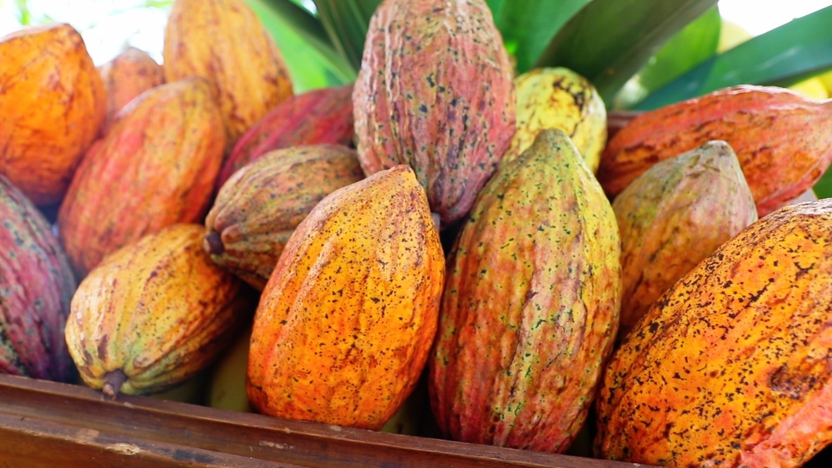 cacauicultura, cacau, oeste da bahia, safra, cerrado, baiano