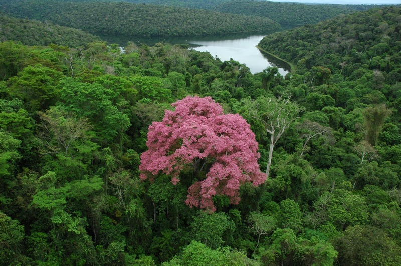Projeto de Lei de Licenciamento Ambiental levanta alerta sobre judicialização