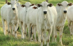 Vacinação; brucelose; fêmeas bovinas
