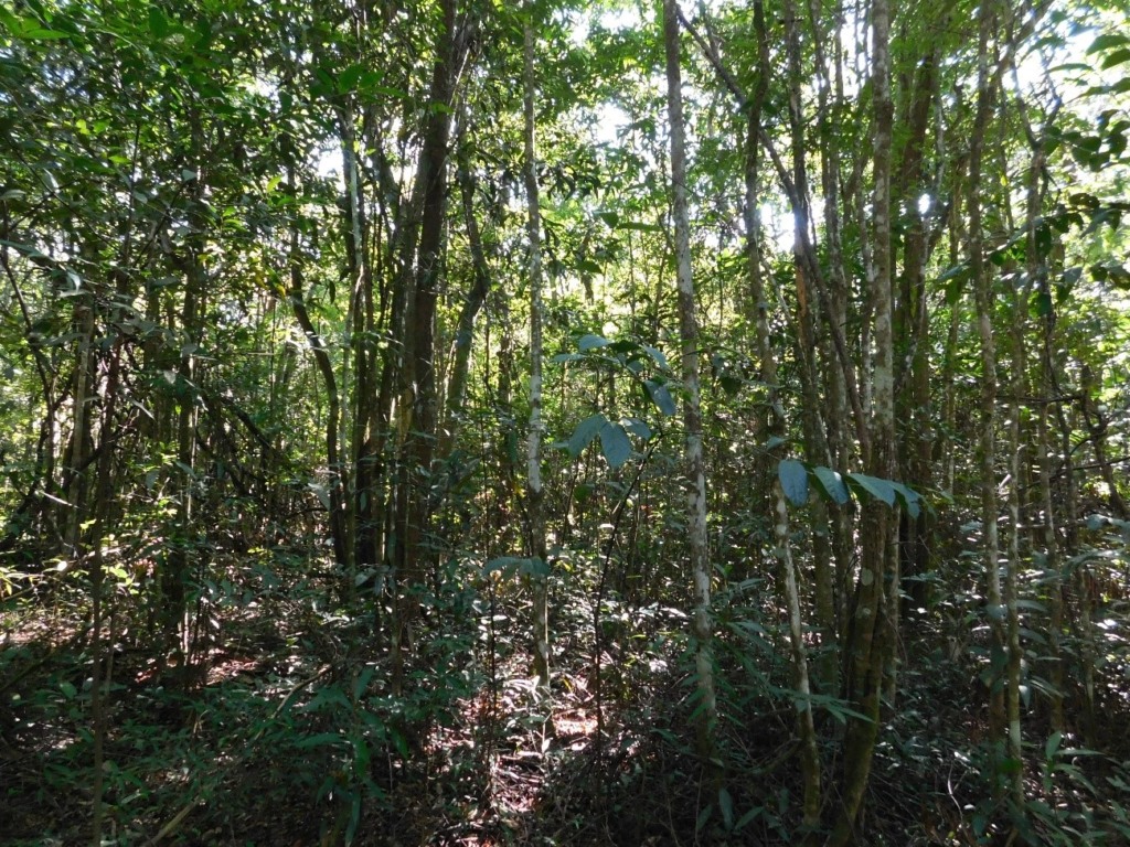 Cerrado; floresta; mudanças climáticas Cerrado; floresta; mudanças climáticas